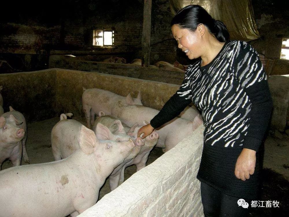 小规模家庭养猪场最赚钱