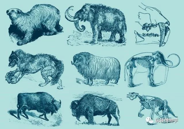 除了小朋友熟知的猛犸象和剑齿虎,还有哪些奇妙的古生物化石呢?