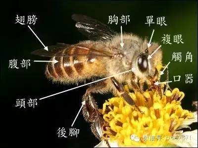 口器舌昆虫的嘴,蜜蜂的口器属于咀嚼式口器.