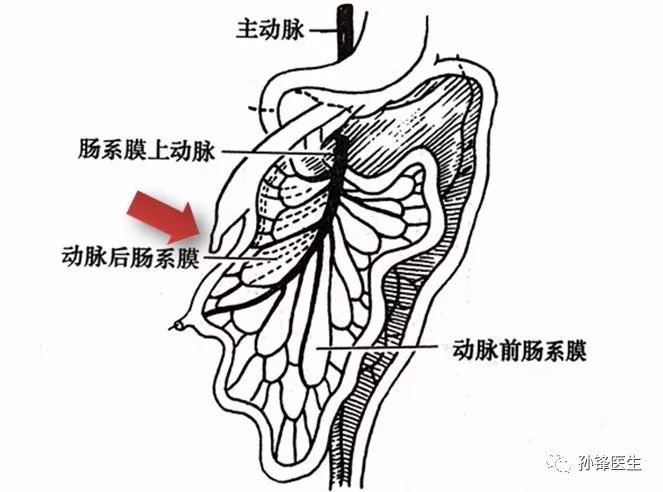 医学专家原肠的生理性旋转过程究竟发生了什么