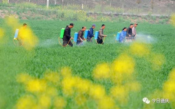 威水!官圩一200多亩农场,使用无人机喷药施肥,好快好爽