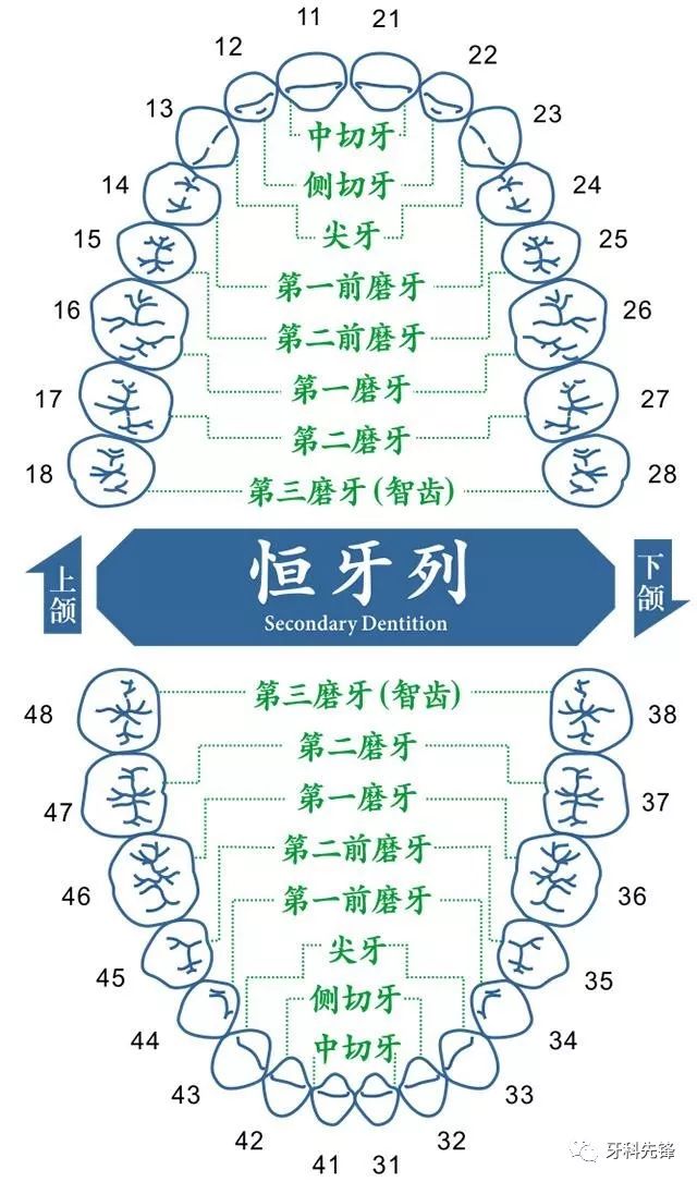 宝宝换牙时间表,换牙期家长必须储备的最全攻略