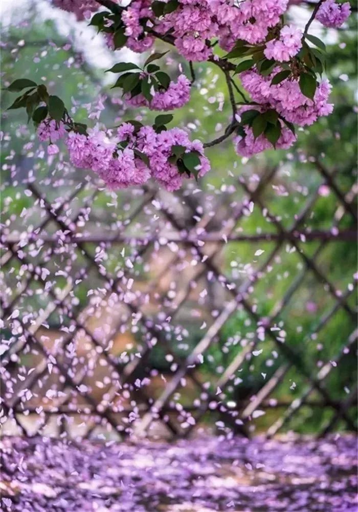 20首最美落花诗词:无可奈何花落去,最是人间留不住