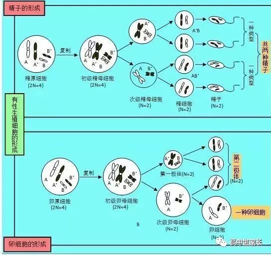 动物有性生殖细胞的形成(没有交换)