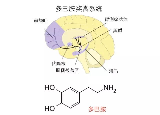 高潮是什么生理原理_高潮脸表情是什么样子(2)