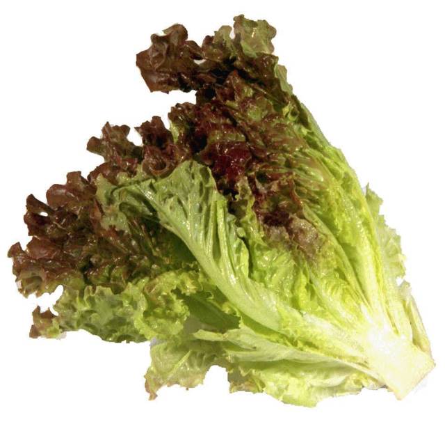 boston lettuce波士顿莴苣和bibb lettuce贝比莴苣也属於这类.