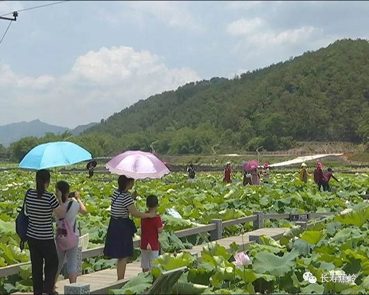 蕉岭三圳九岭千亩荷花绽放醉游人.