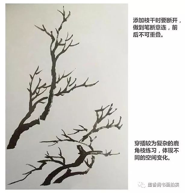 国画基础露根法和鹿角法画树木