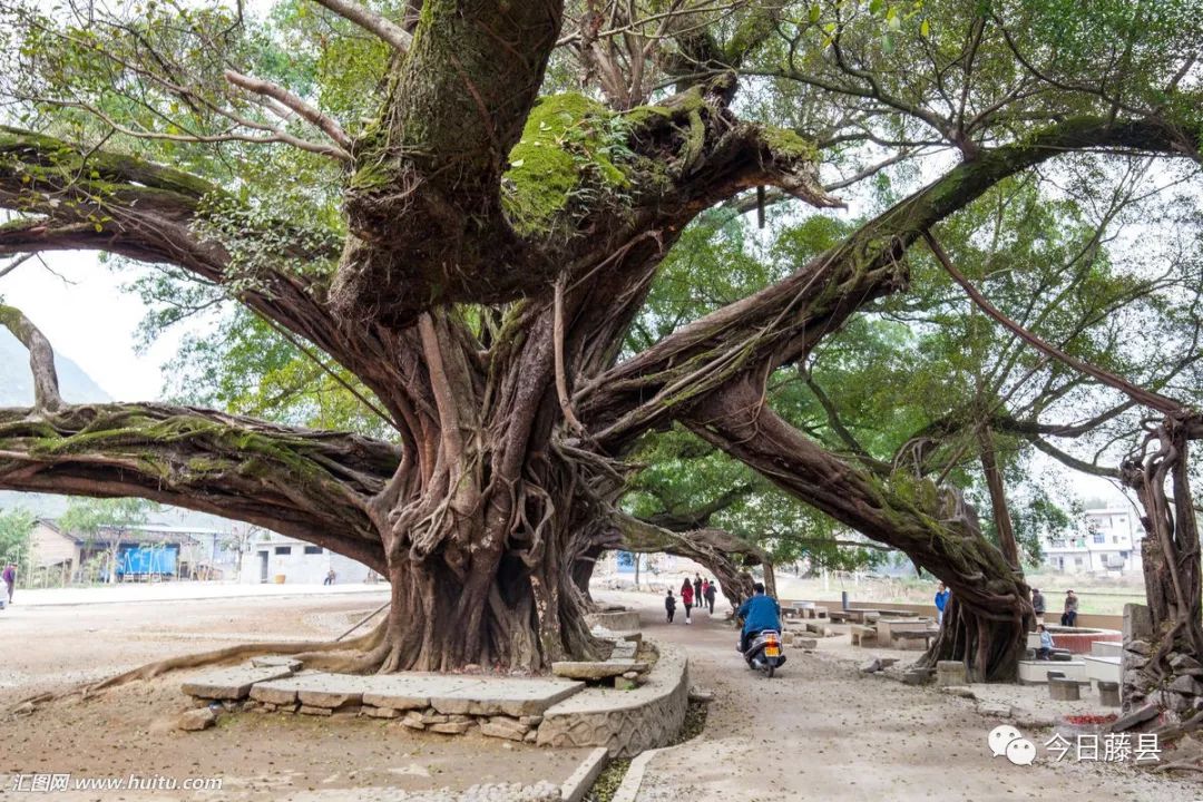 【美文荐读】古树参天话均常