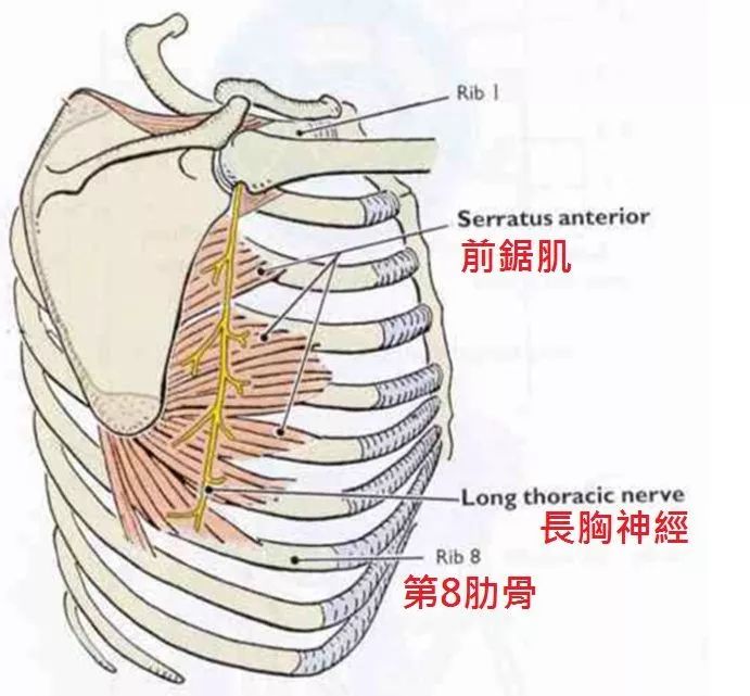 支配前锯肌的神经?在肋骨上的连结点:第一到第九肋骨的外侧表面.