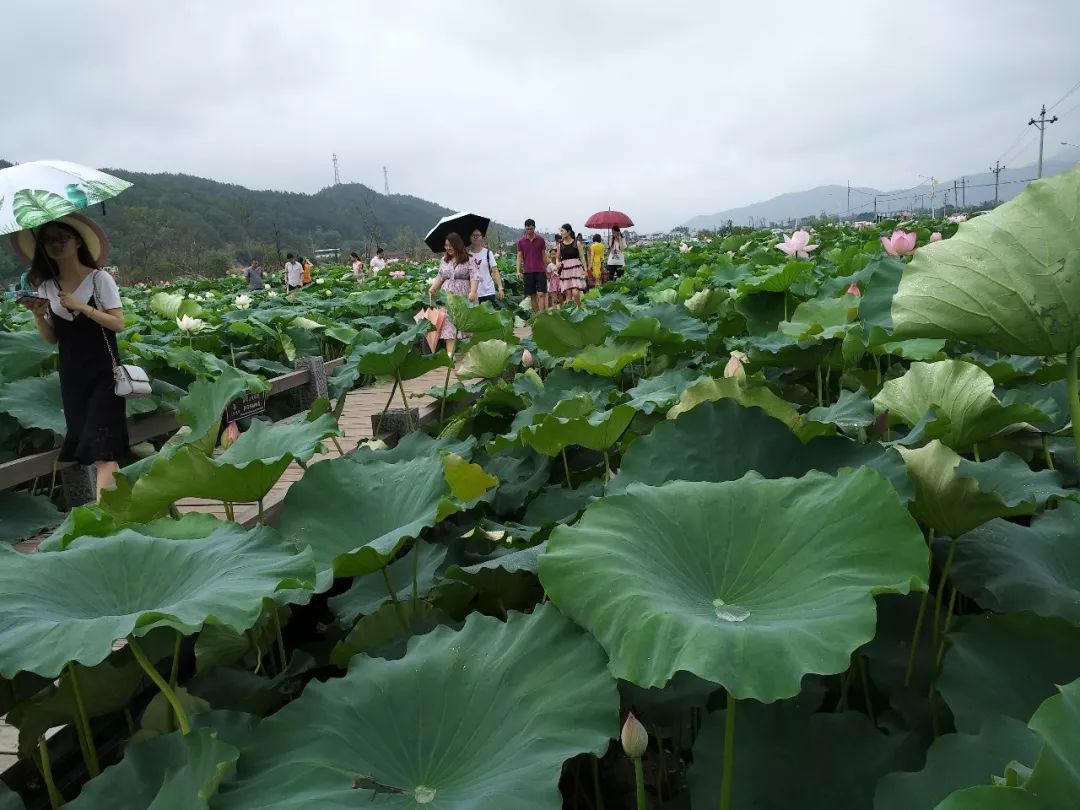 蕉岭三圳九岭千亩荷花绽放醉游人