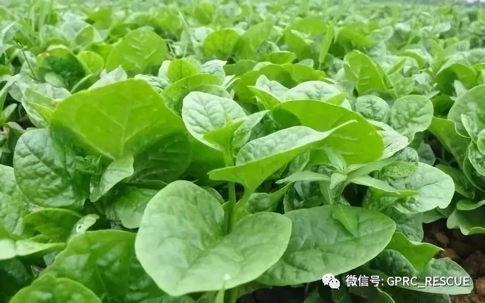 【户外知识】中国常见野菜及其食用-(77)木耳菜