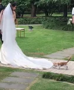 小猫婚纱_小猫婚纱情侣头像