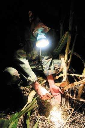 蟋蟀情宁阳斗蟋江北第一虫宁阳人骨子里的血性