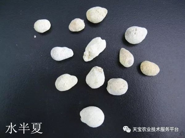 旱半夏与水半夏到底有啥不一样