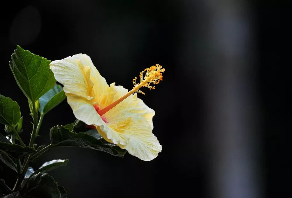 花之声扶桑花