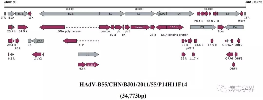 南方医科大学张其威组在人55型腺病毒的比较基因组学研究取得进展