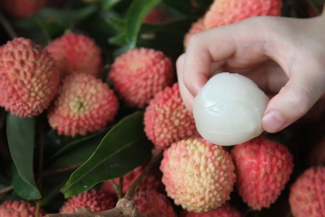 特卖| 这才是今夏最值得期待的荔枝!