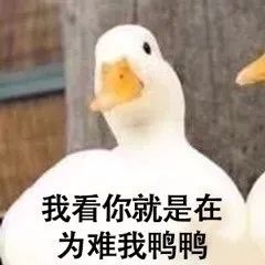 只好 抓老家的鸭子做表情包了