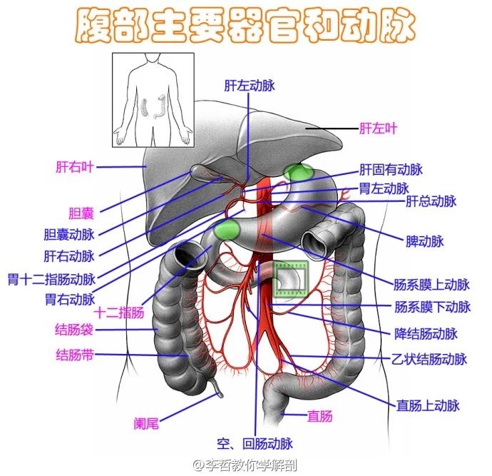 最美医学解剖图