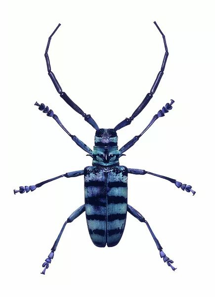 【睡前故事·百科系列】你认识多少种甲虫呢?
