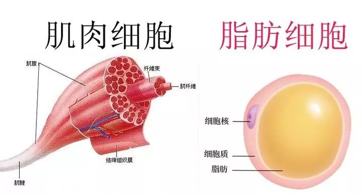 减肥21天减肥表_减肥法天瘦_21天减肥法