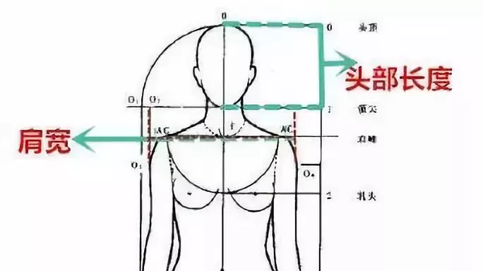 "头肩比"就是指头部长度与肩膀宽度的比例.