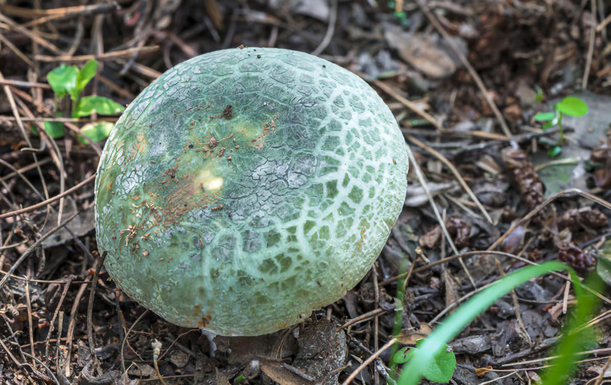 青头菌青头菌主要生长在海拔2000—3000米处树林的草丛里,其生存