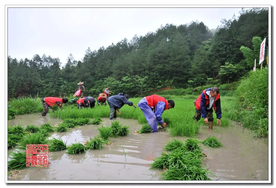 村民在拔秧