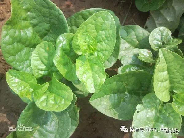 户外知识 中国常见野菜及其食用 77 木耳菜 雪花新闻