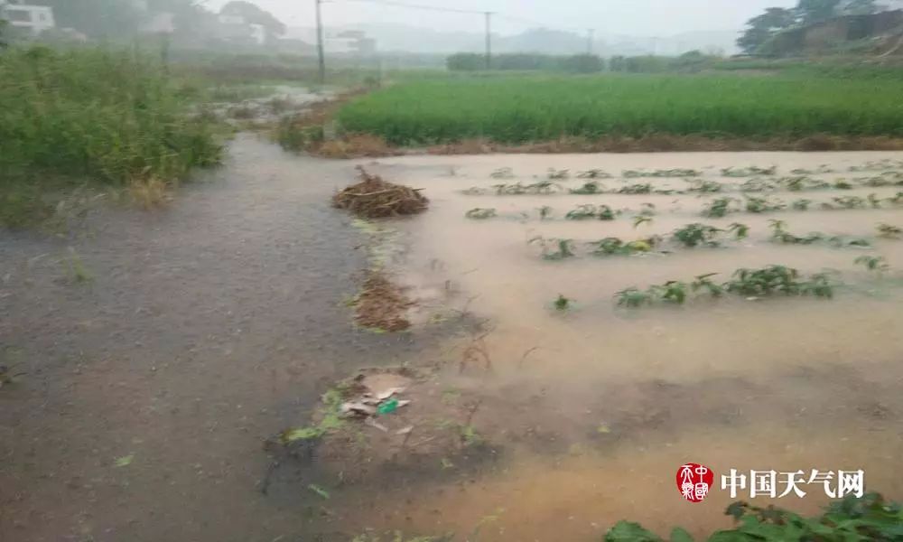 暴雨持续,多地农田被淹!南方强降雨致农作物受灾严重