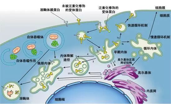 第3期生物发酵饲料营养特性及其在断奶仔猪上的应用