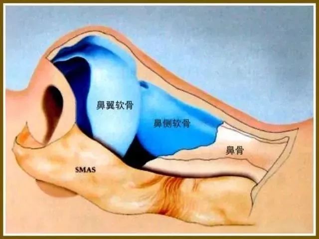 干货| 外鼻软组织的解剖构造