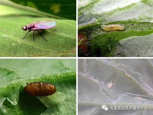 潜叶蝇成虫和幼虫形态及幼虫危害状以幼虫在叶片内部钻出很多坑道