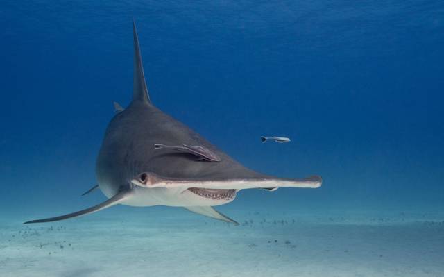 20潜就想看鲨鱼这么多种类你认得出来吗
