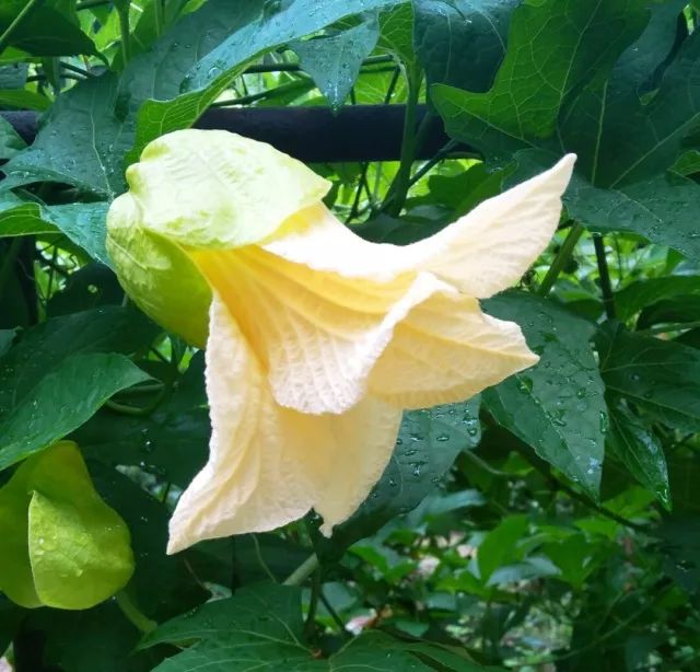 露花倒影,烟芜蘸碧木鳖子种仁入药具有散结消肿,攻毒疗疮的功效,中医