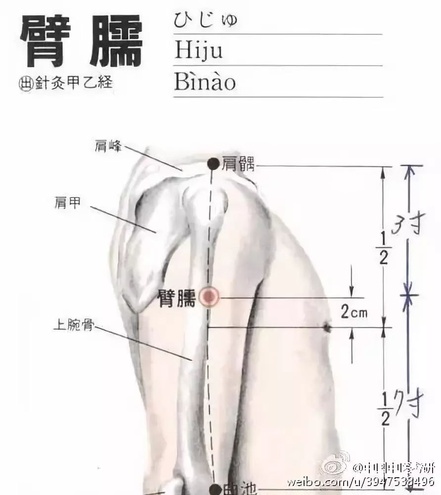 母婴 正文  臂臑穴属于手阳明大肠经,臂臑穴位于人体的臂外侧,三角肌