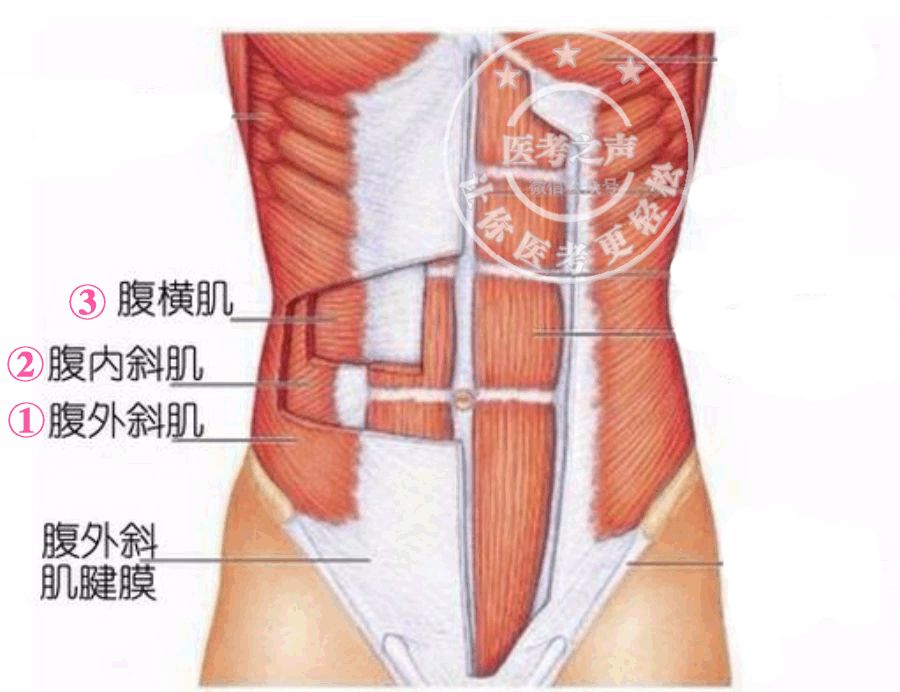 腹股沟解剖 和 腹股沟疝 ,学医这么多年终于搞懂了!