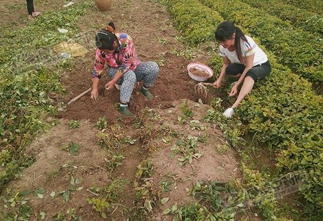 往年太子参正常采挖的时间是在7月,贵州黔东南州施秉县张家院太子参苗