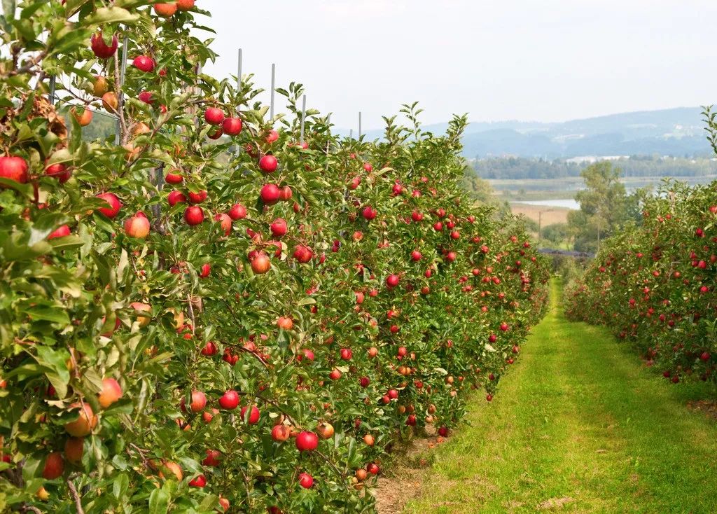 【推广】在日本,一亩地苹果园一年施氮肥30斤不到?