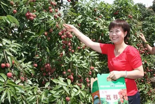 荔枝文化旅游节系列活动时间:2018年6月18日地点:灵山大芦村景区内容