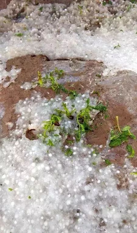 【遭遇】西吉多地遭冰雹极端天气袭击,农作物受损,部分村组道路被冲毁