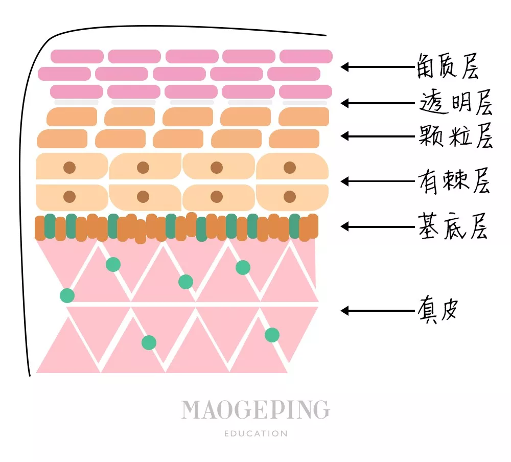 护肤品人口变量_人口普查图片(2)