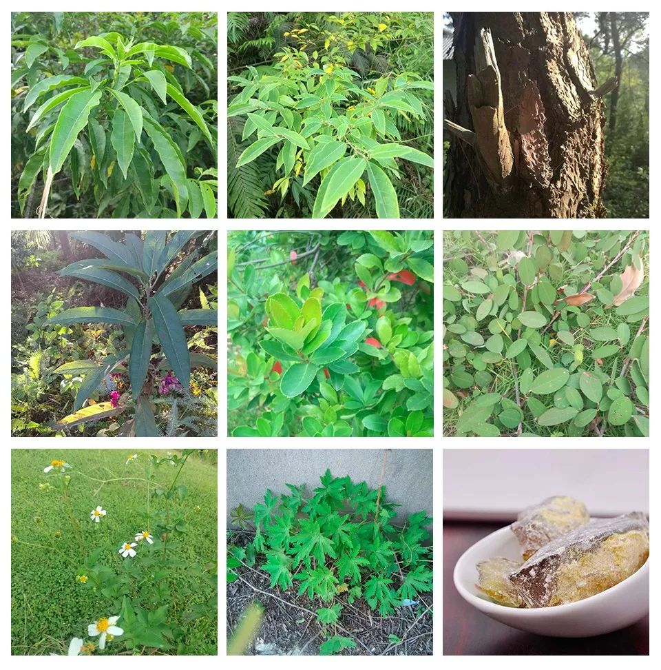 比如上面的三丫苦,山苍树,松节,红花鬼点灯,九节莲,野花生,白花鬼针草