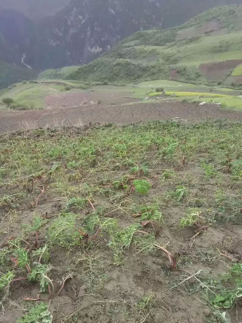 中3小时的暴雨加冰雹使农作物严重受损,大部分年底种的当归党参药材