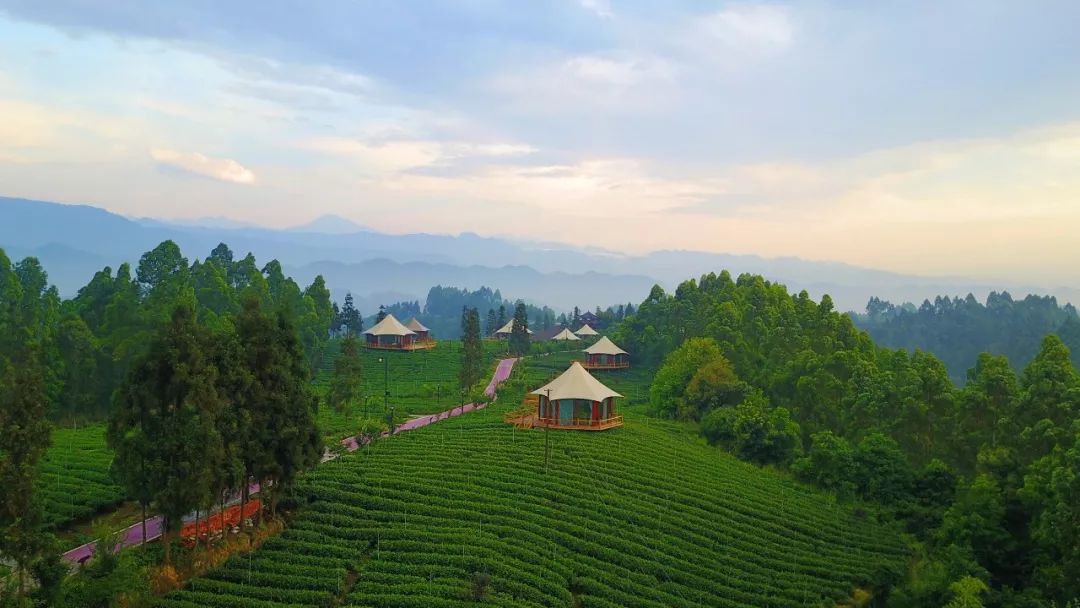 你喝过上千次蒙顶山茶,却没有喝出它的茶中真味