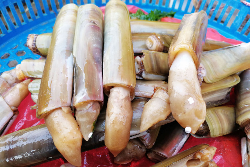 休渔期贝类海鲜丰富多彩2头鲍鱼260元一斤常见的蛤蜊5元一斤