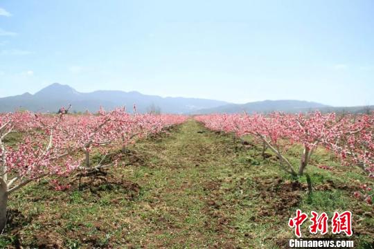 资料图,图为丽江雪桃种植基地 丽江外宣办供图