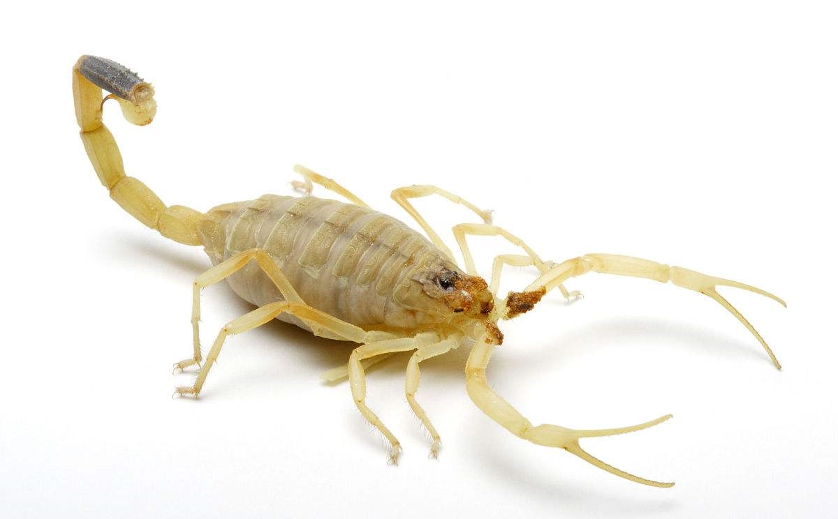 全球最恐怖的昆虫,世界上第一毒蝎,能杀死人,比黑寡妇