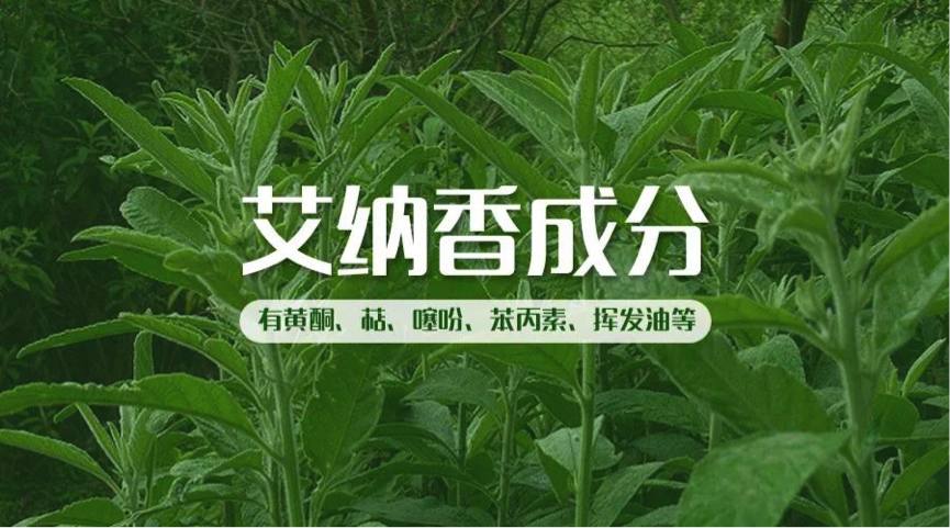 你听说过艾纳香这味药材吗?